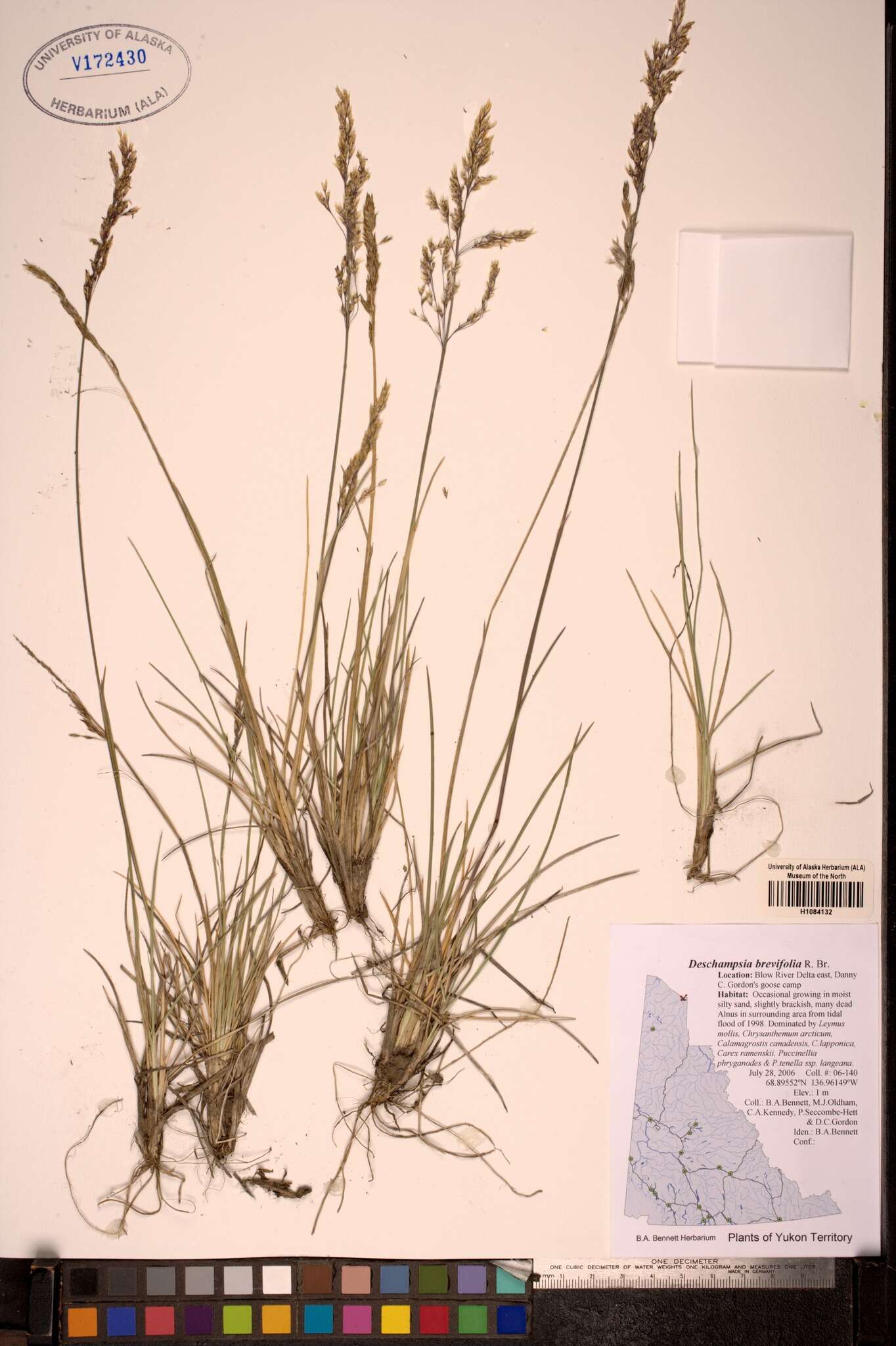 Image de Deschampsia cespitosa subsp. septentrionalis Chiapella