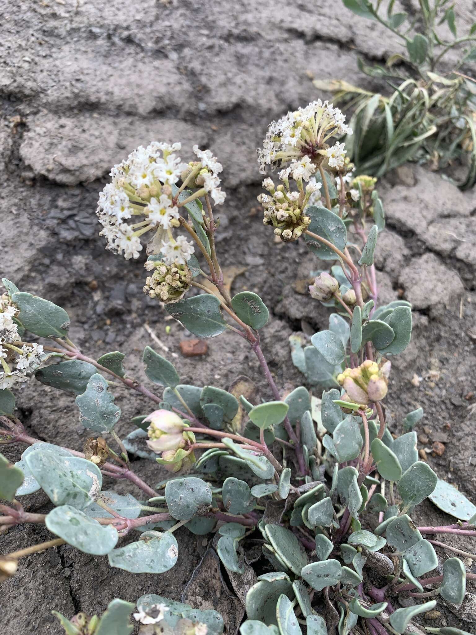 Image of clay sand verbena