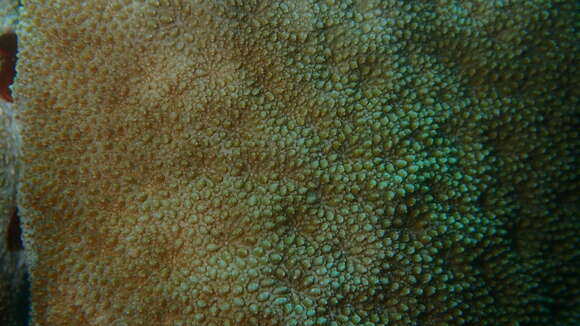 Image of Encrusting Sandpaper Coral