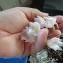 Image of Clowesia rosea Lindl.