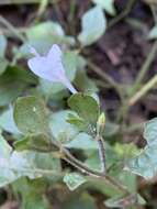 صورة Hypoestes triflora (Forssk.) Roem. & Schult.