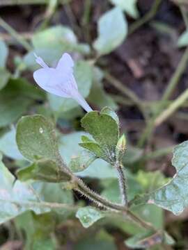 Image of Hypoestes triflora (Forssk.) Roem. & Schult.