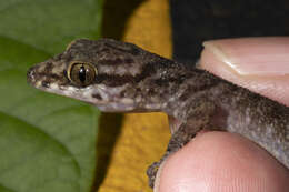 Cyrtodactylus rubidus (Blyth 1861) resmi