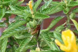 Image of Polistes mexicanus Bequard 1940