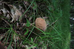 Sivun Boletus nobilis Peck 1905 kuva