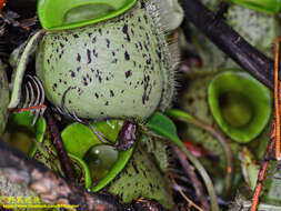 Image of Bornean Chorus Frog