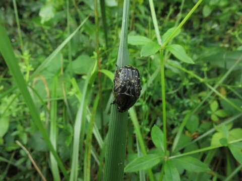 Image of Dark Flower Scarab