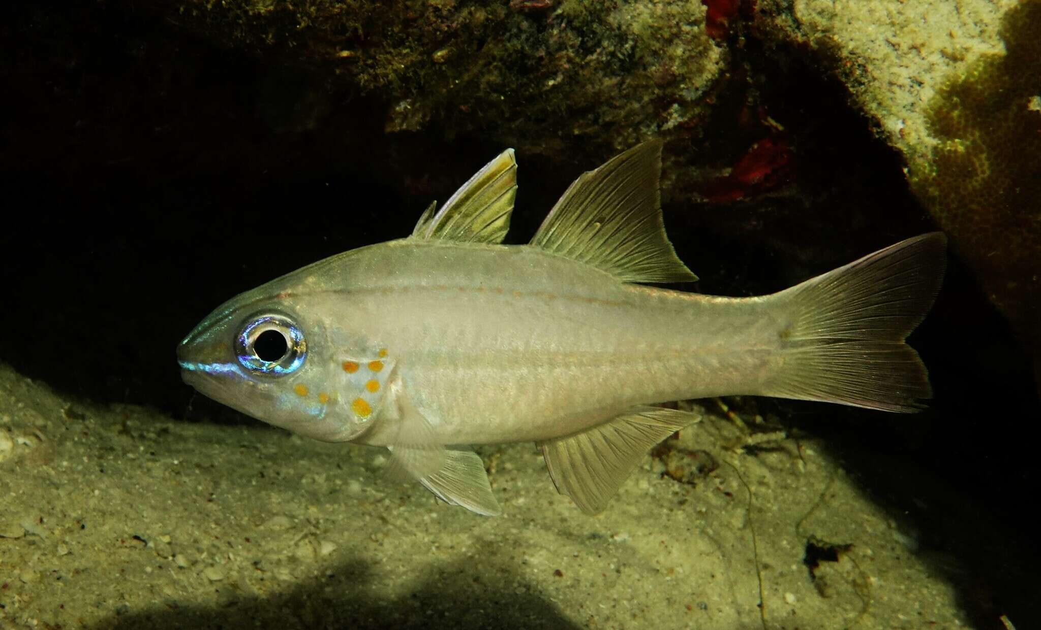 Plancia ëd Ostorhinchus chrysopomus (Bleeker 1854)