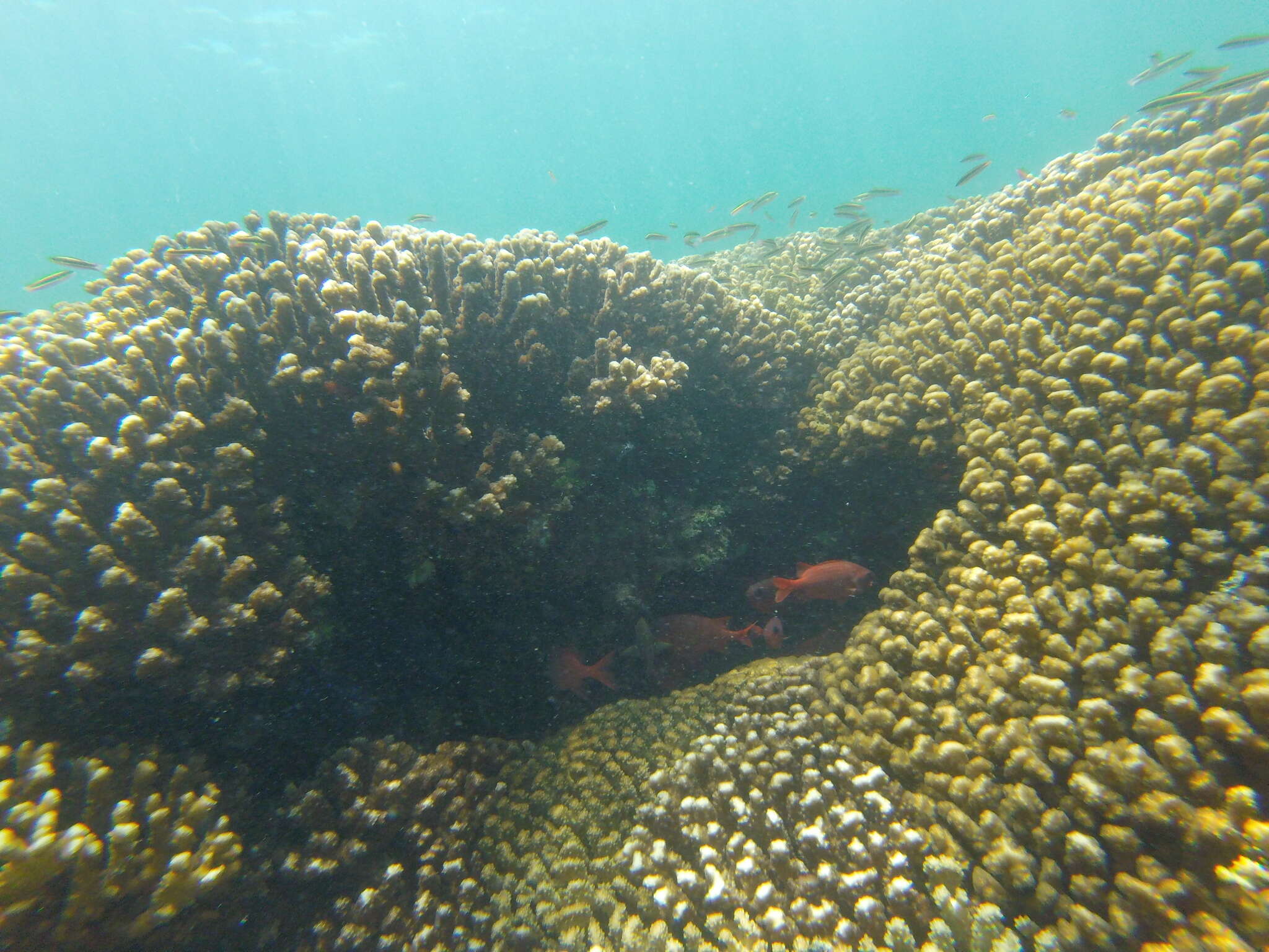 Image of Panamic soldierfish