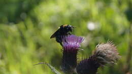 Image de Bombus medius Cresson 1864