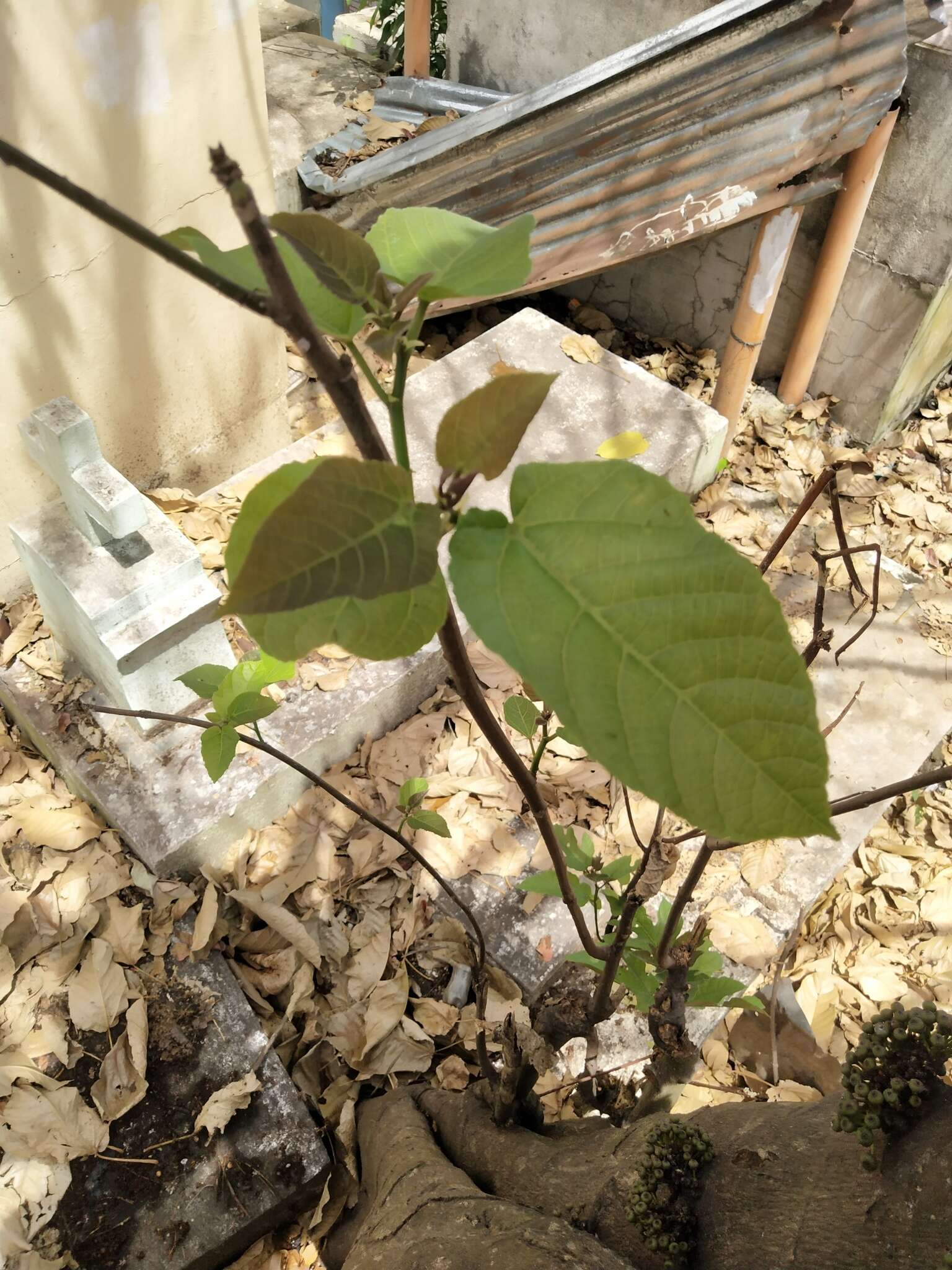 Image de Ficus heteropoda Miq.