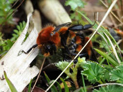 Sivun Bombus rubicundus Smith 1854 kuva