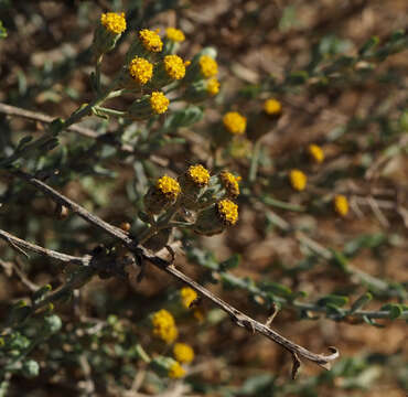 صورة Achillea fragrantissima (Forsk.) Sch. Bip.