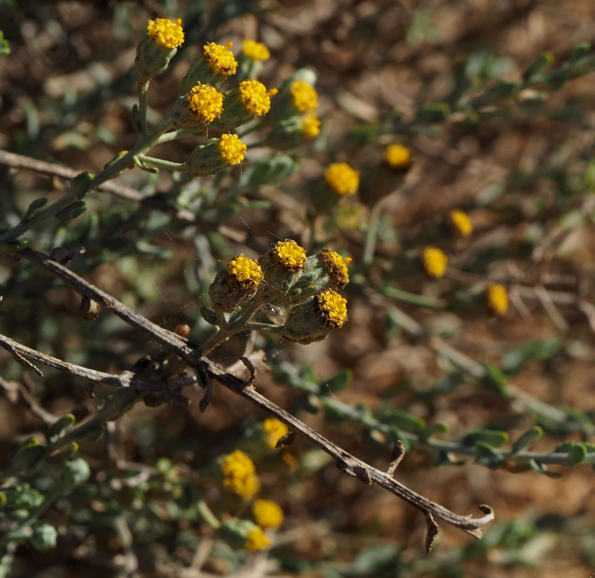 Image of Achillea fragrantissima (Forsk.) Sch. Bip.