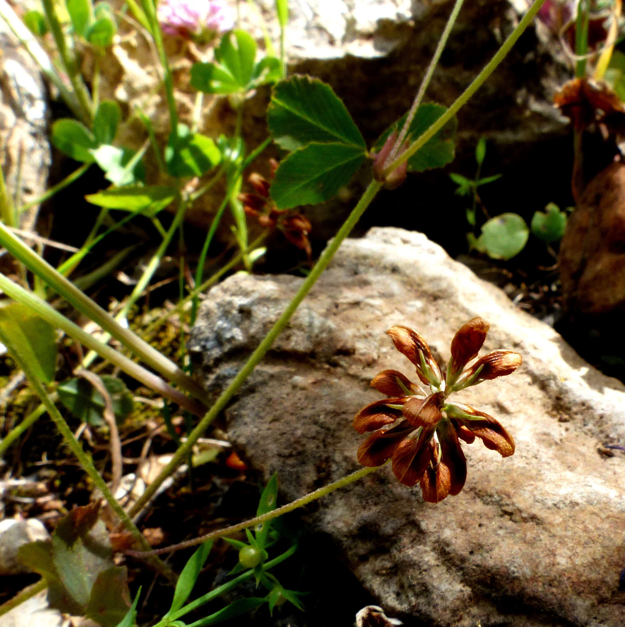 Image of Trifolium erubescens Fenzl