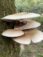 Image of Cyclocybe cylindracea (DC.) Vizzini & Angelini 2014