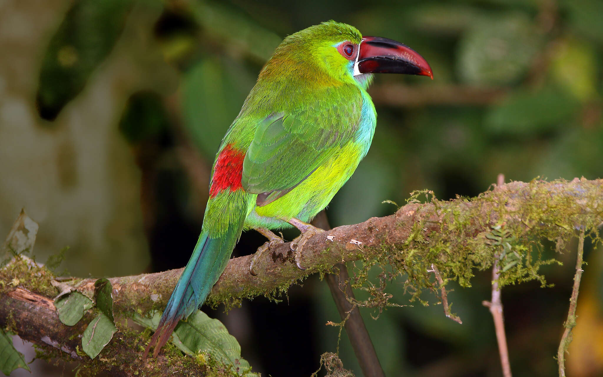 Image of Crimson-rumped Toucanet