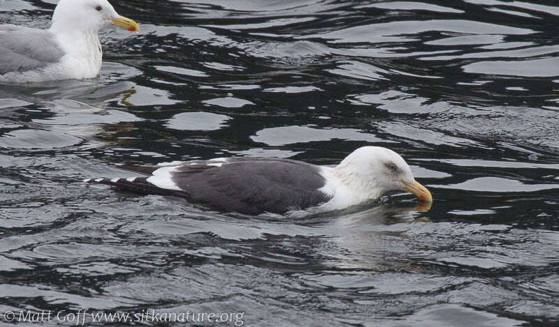 Image of Slaty-backed Gull