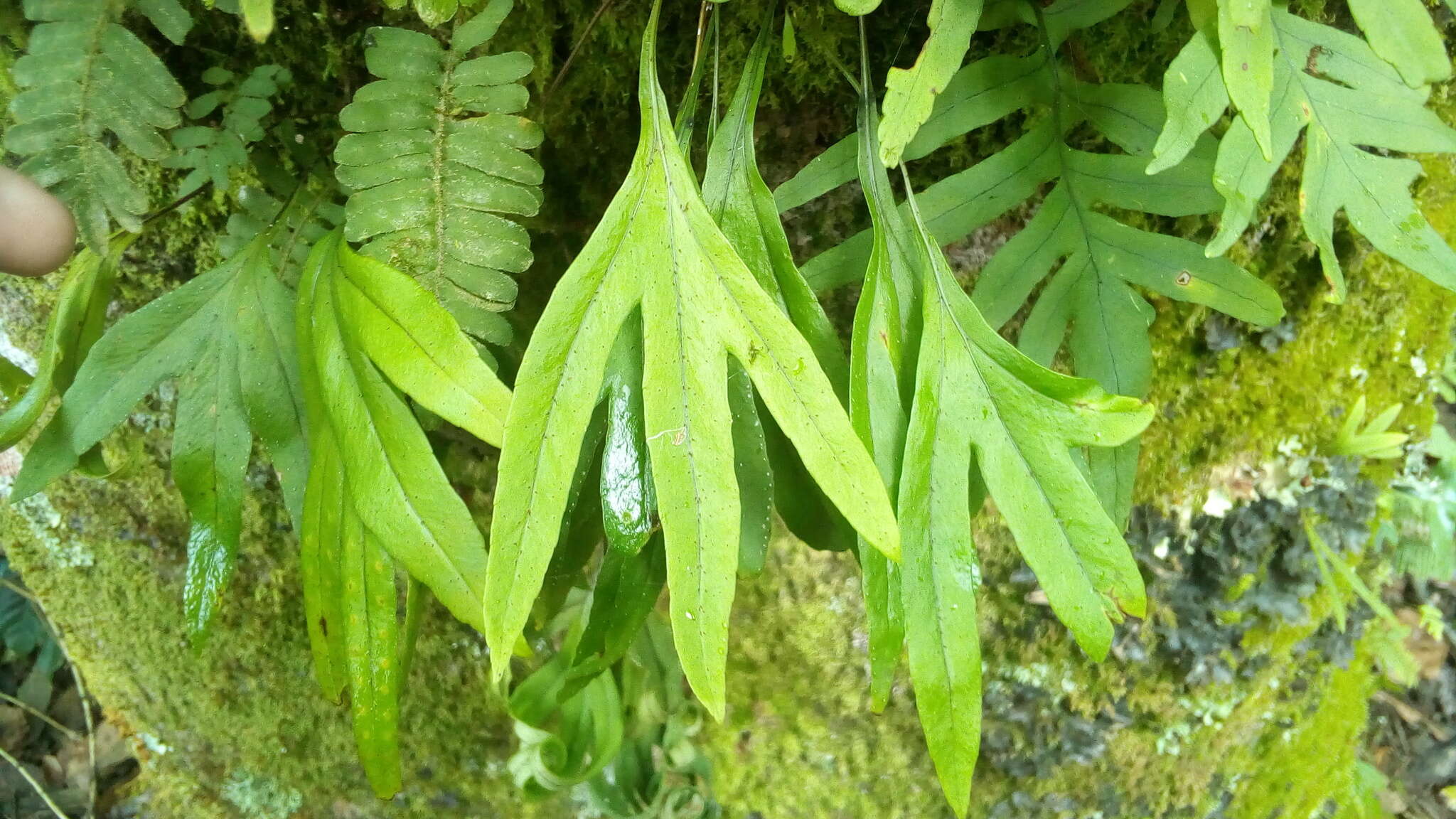 Image of Pleopeltis angusta Humb. & Bonpl. ex Willd.