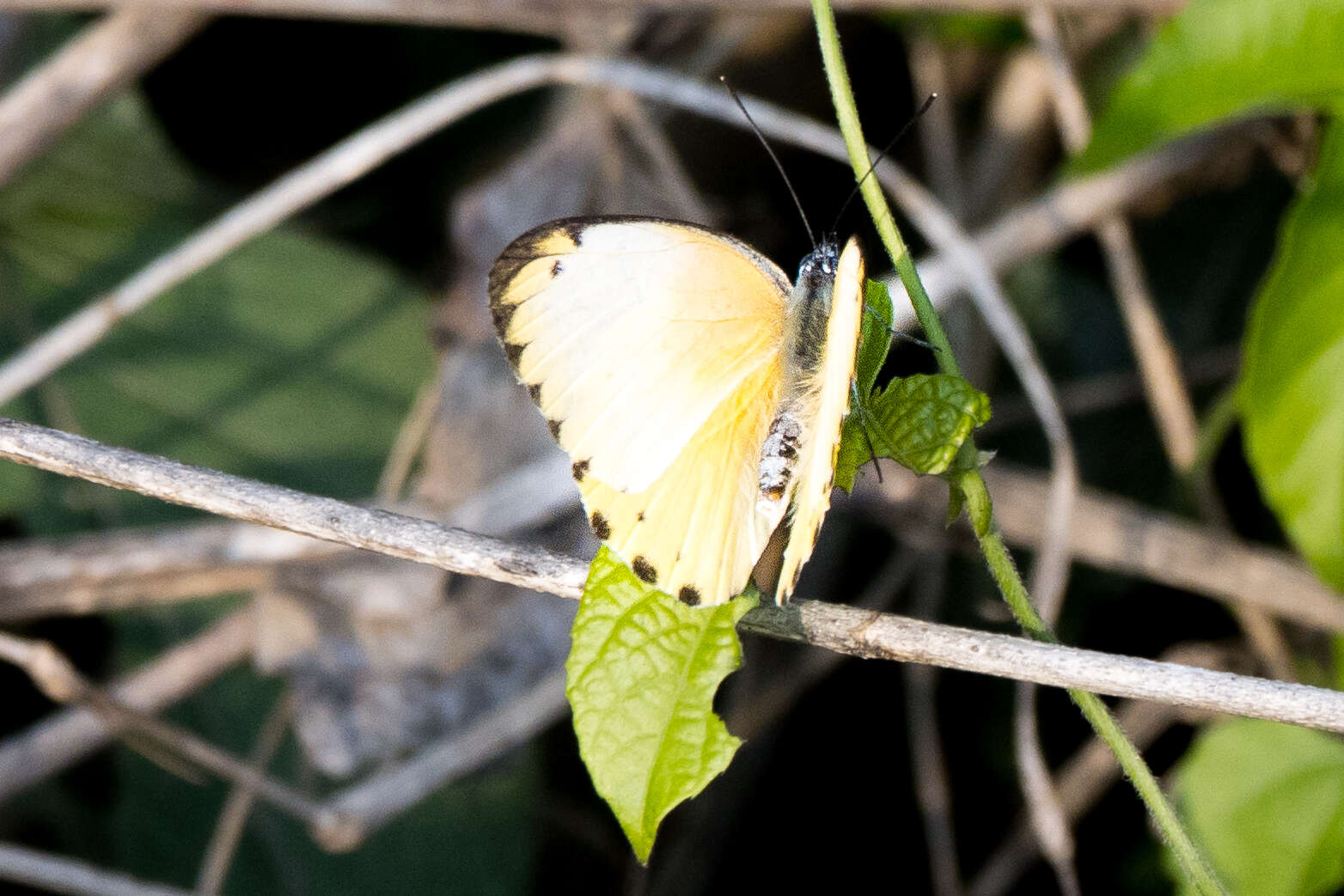 Слика од Belenois thysa (Hopffer 1855)