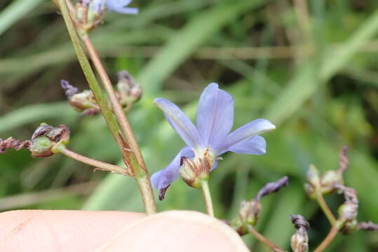 Image of Aristea angolensis Baker