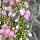 Image of Erica filipendula Benth.