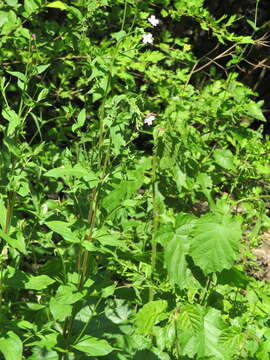 Epilobium montanum L. resmi