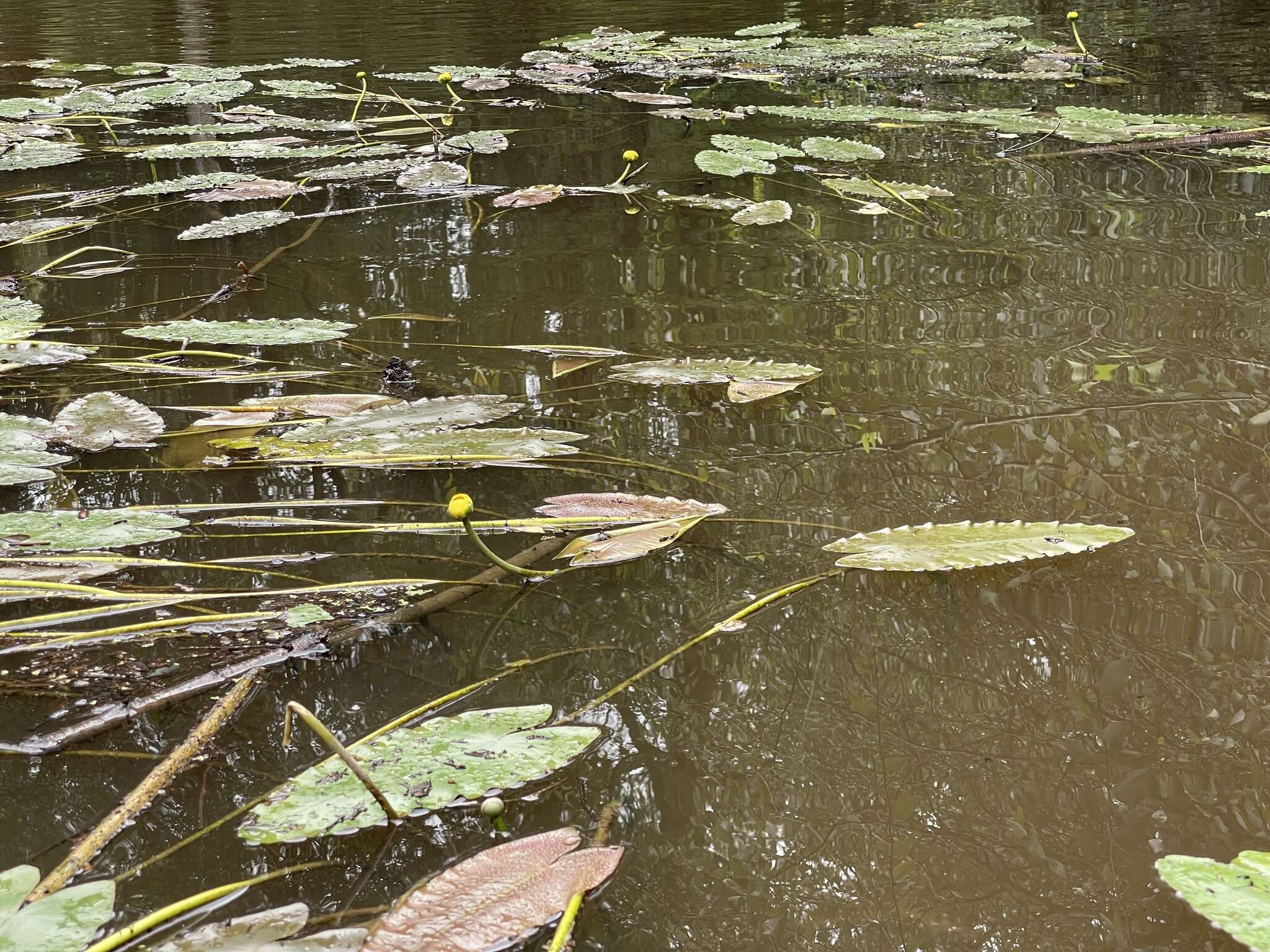 Image de Nuphar sagittifolia (Walt.) Pursh