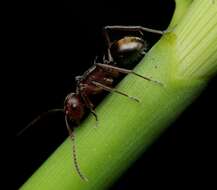 Image of Polyrhachis schenckii Forel 1886