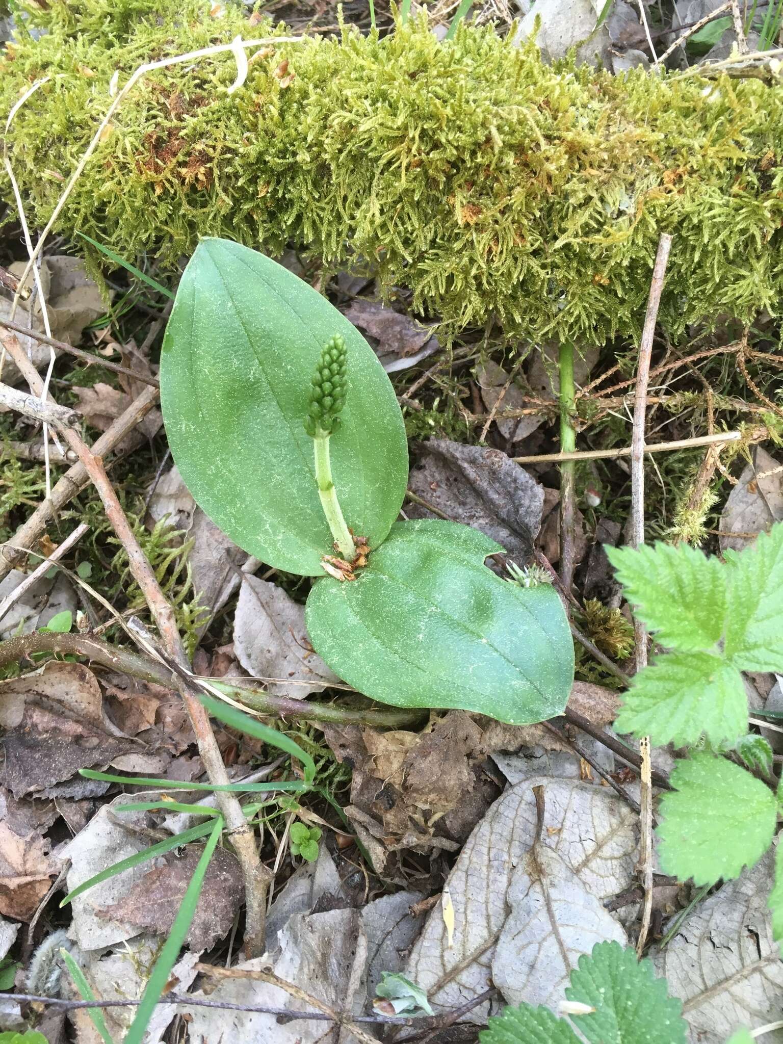 Image of Common twayblade