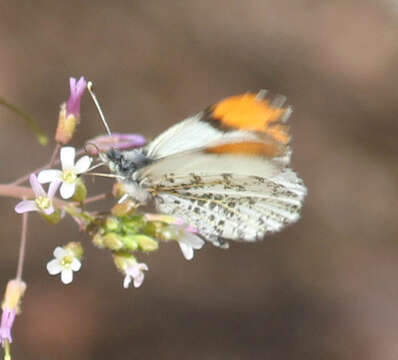 Image de Anthocharis thoosa (Scudder 1878)