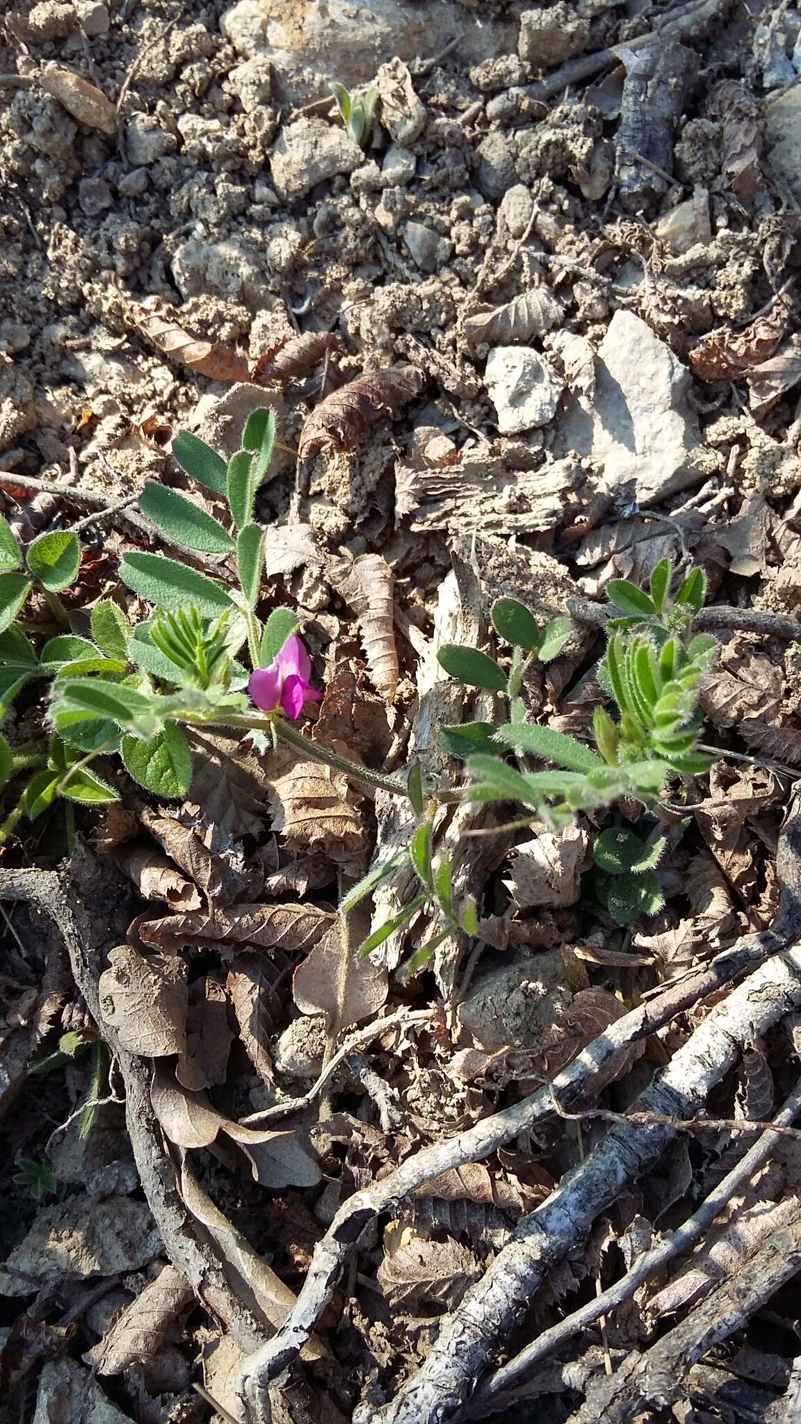 Imagem de Vicia lathyroides L.