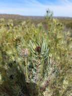 Image of Leucadendron sheilae I. J. M. Williams