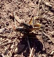 Image of Arid Lands Spur-Throat Grasshopper