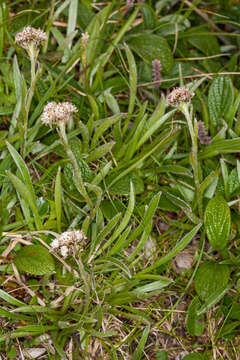 Image de Antennaria carpatica (Wahlenb.) Bluff & Fing.