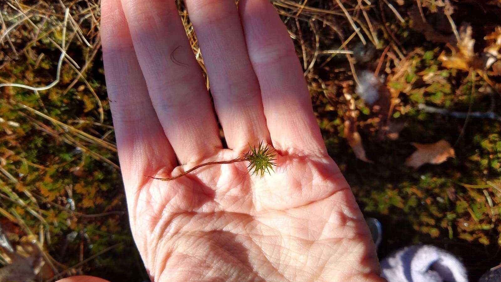 Image of <i>Polytrichum pallidisetum</i>