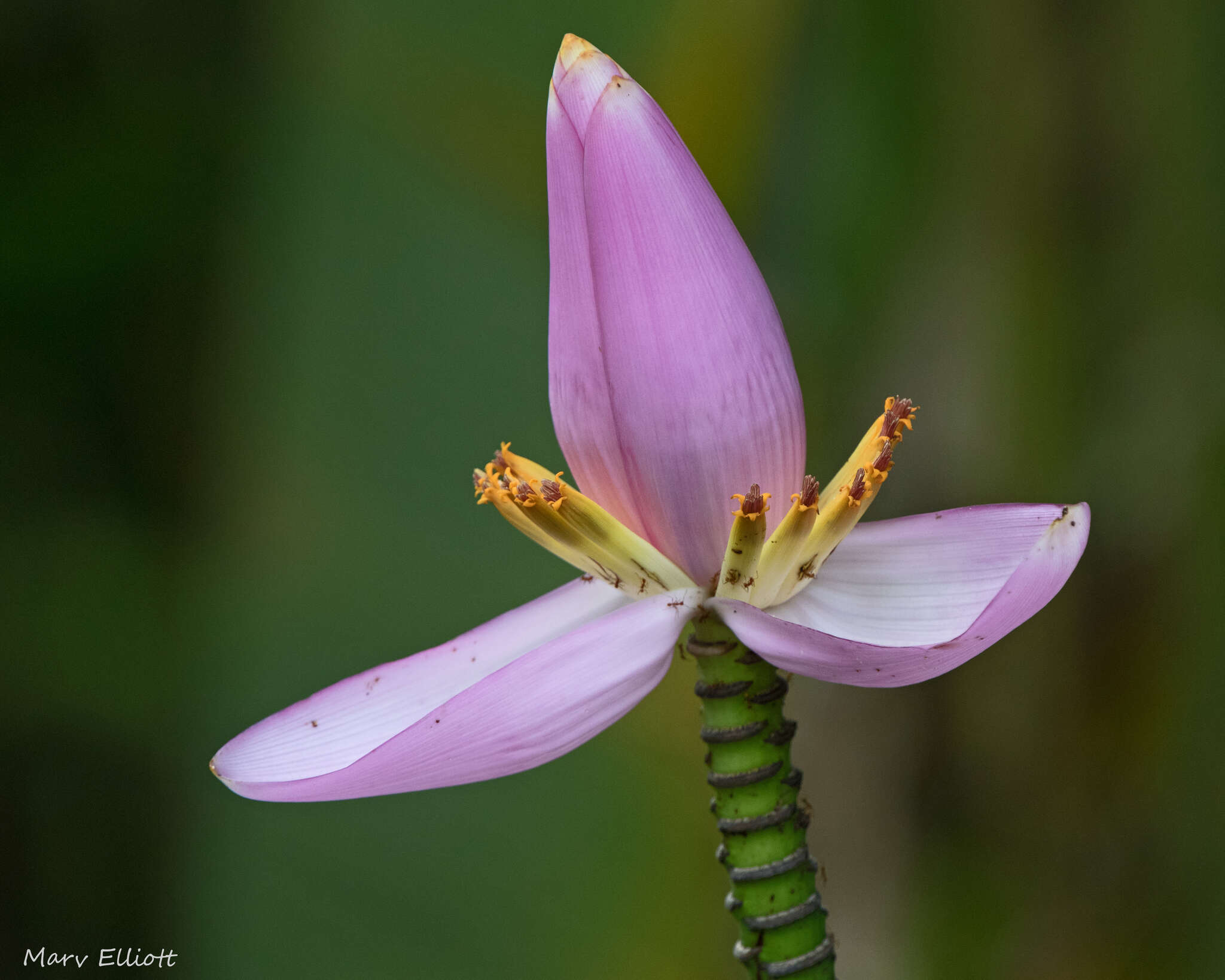 Image of Musa ornata Roxb.