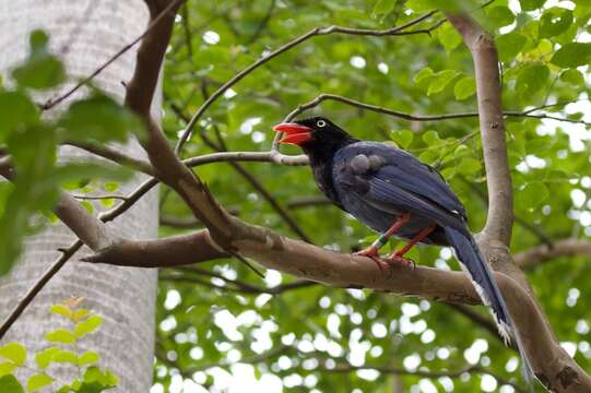 صورة Urocissa caerulea Gould 1863