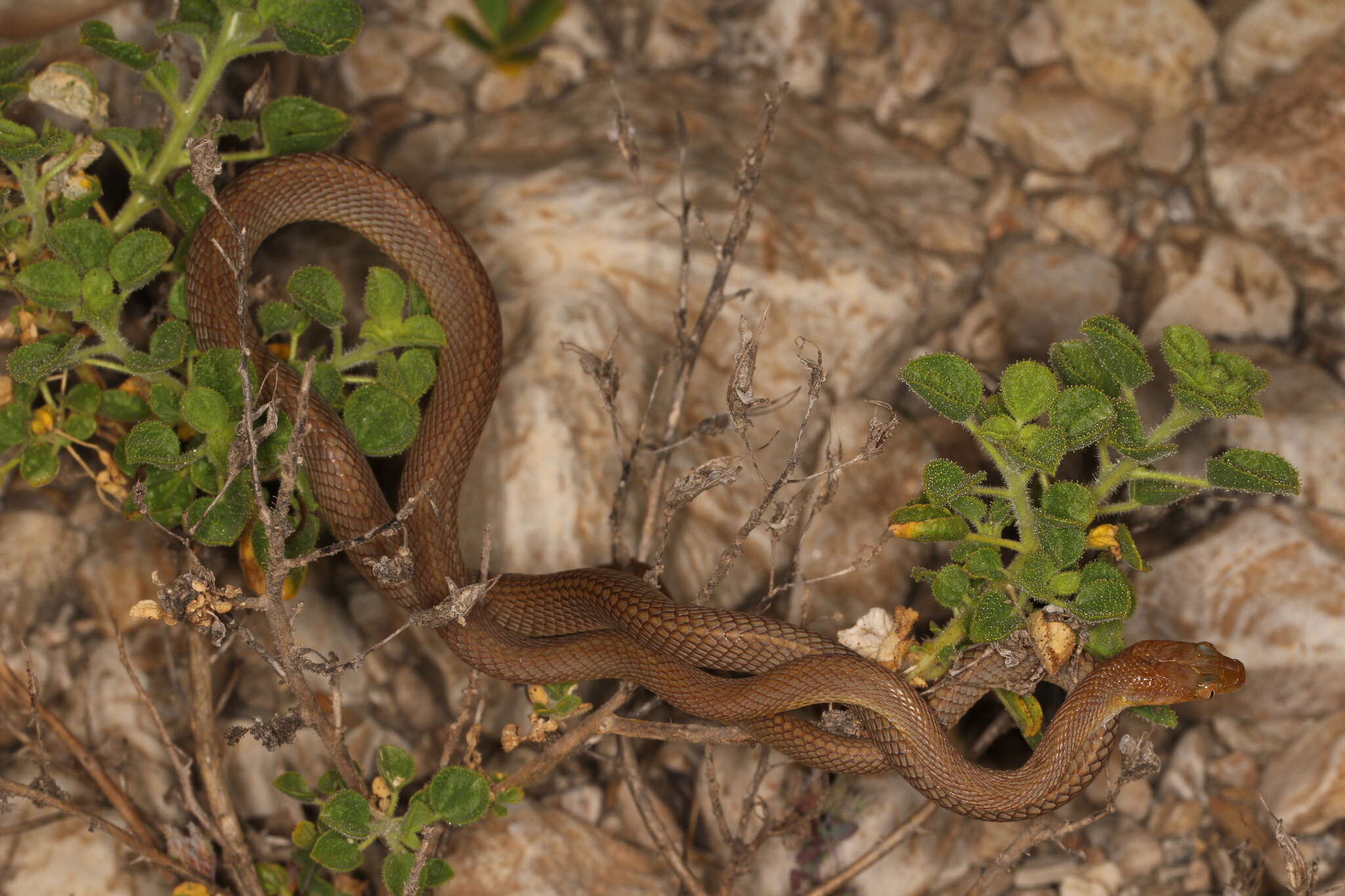 Image of Arabian Tiger Snake