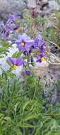 Image of Solanum etuberosum Lindl.