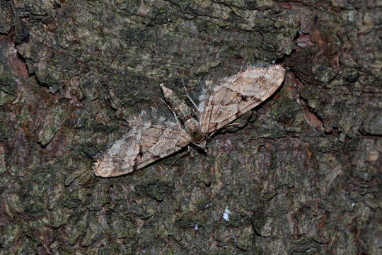 Imagem de Eupithecia lanceata Hübner 1826