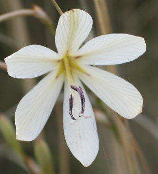 Image of Tritonia bakeri subsp. bakeri