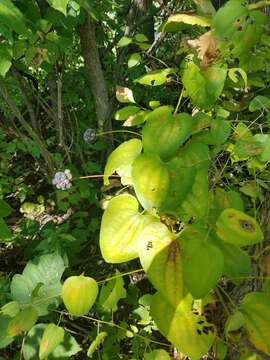 Image of Blue Ridge carrionflower