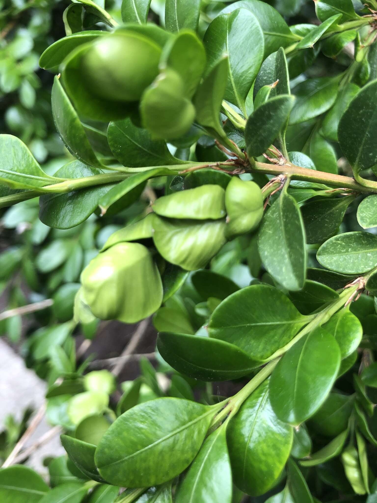 Image of Boxwood Psyllid