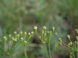 Image of Piedmont Cowbane