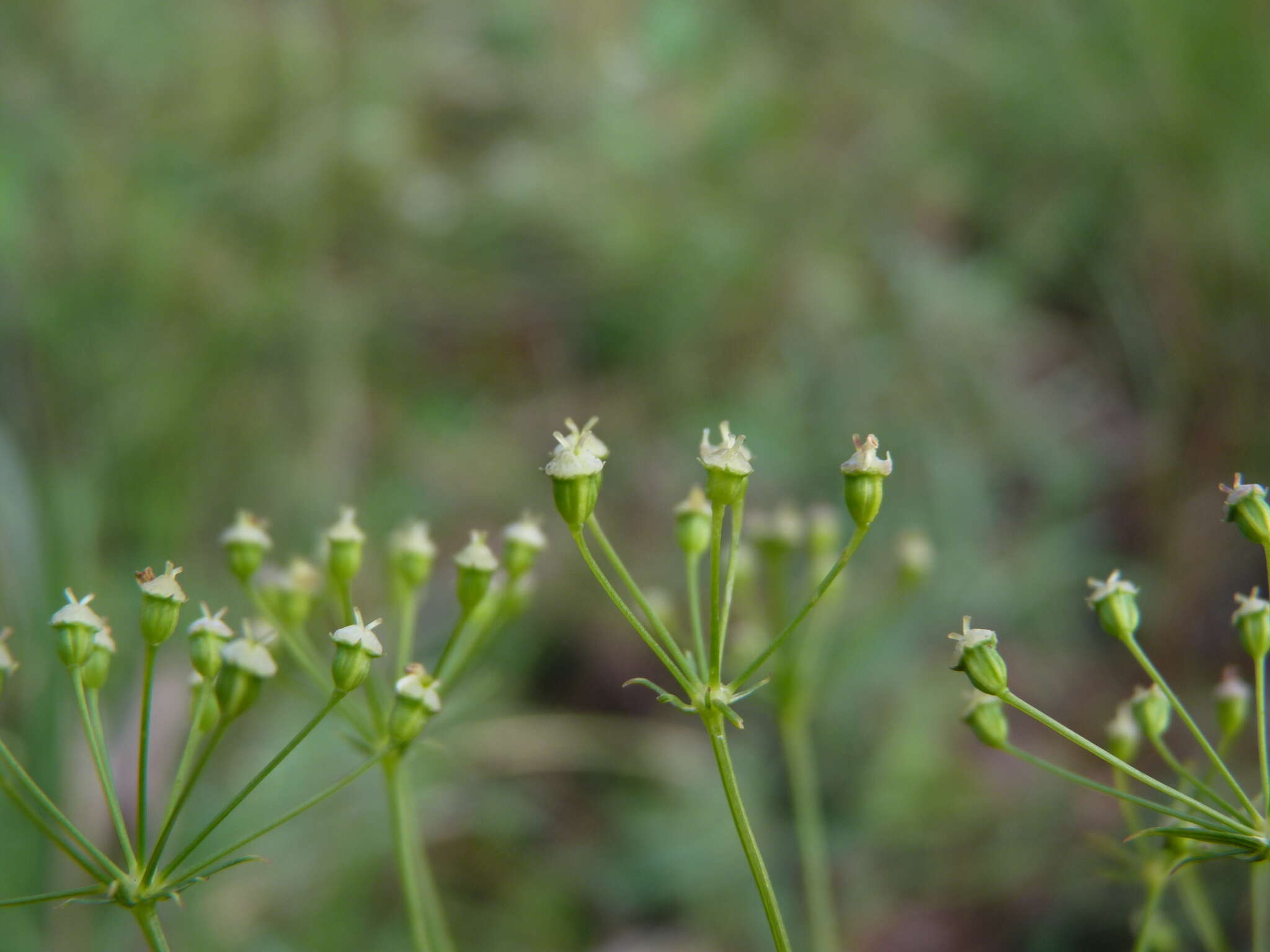 Image of Piedmont Cowbane