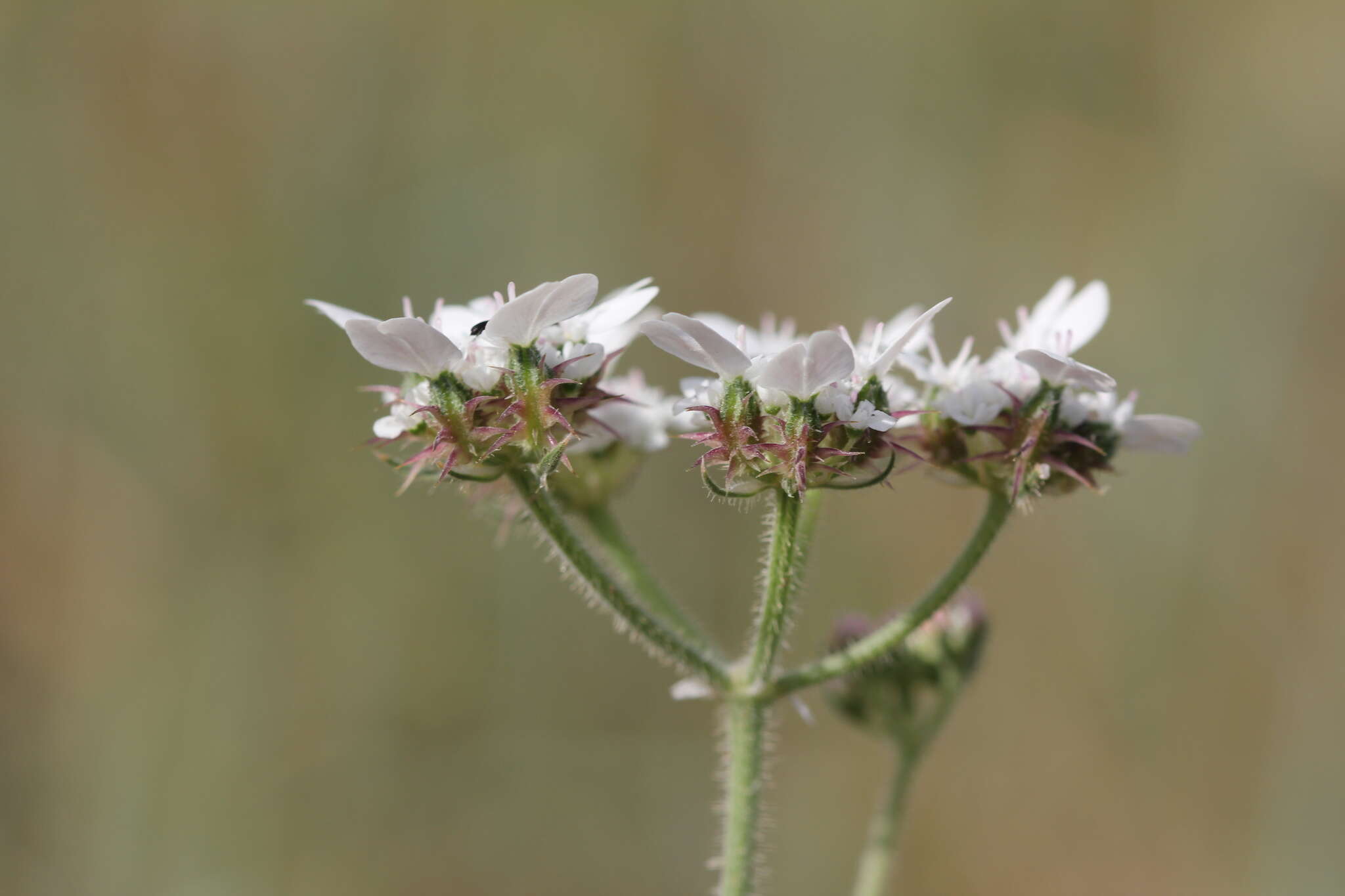 Image of Lisaea strigosa (Banks & Sol.) Eig