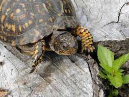 Image of American Box Turtle