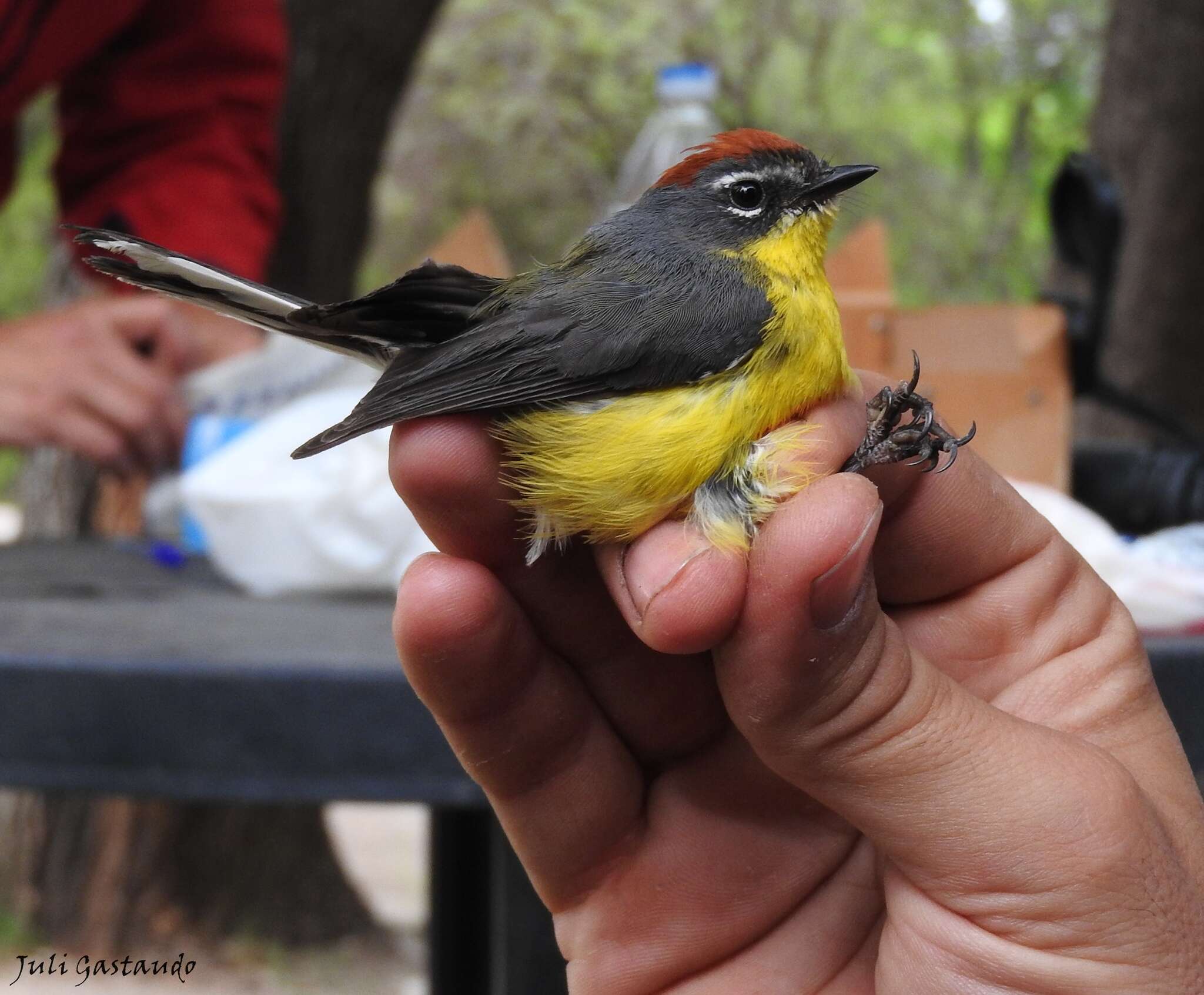 Слика од Myioborus brunniceps (d'Orbigny & Lafresnaye 1837)