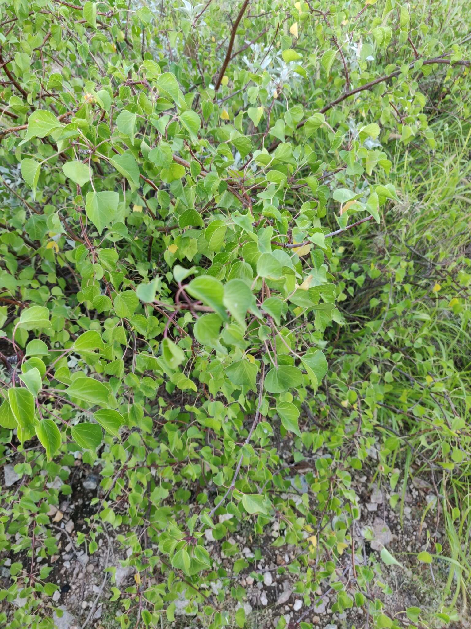 Imagem de Jatropha cardiophylla (Torr.) Müll. Arg.